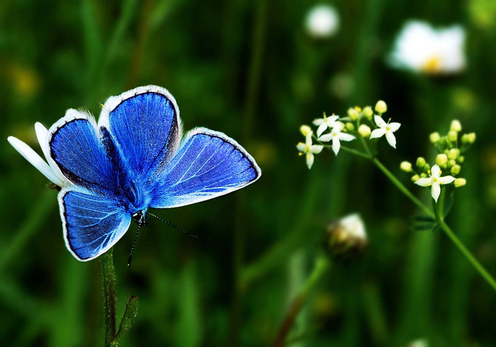 flores ramita luz de fondo blanco azul