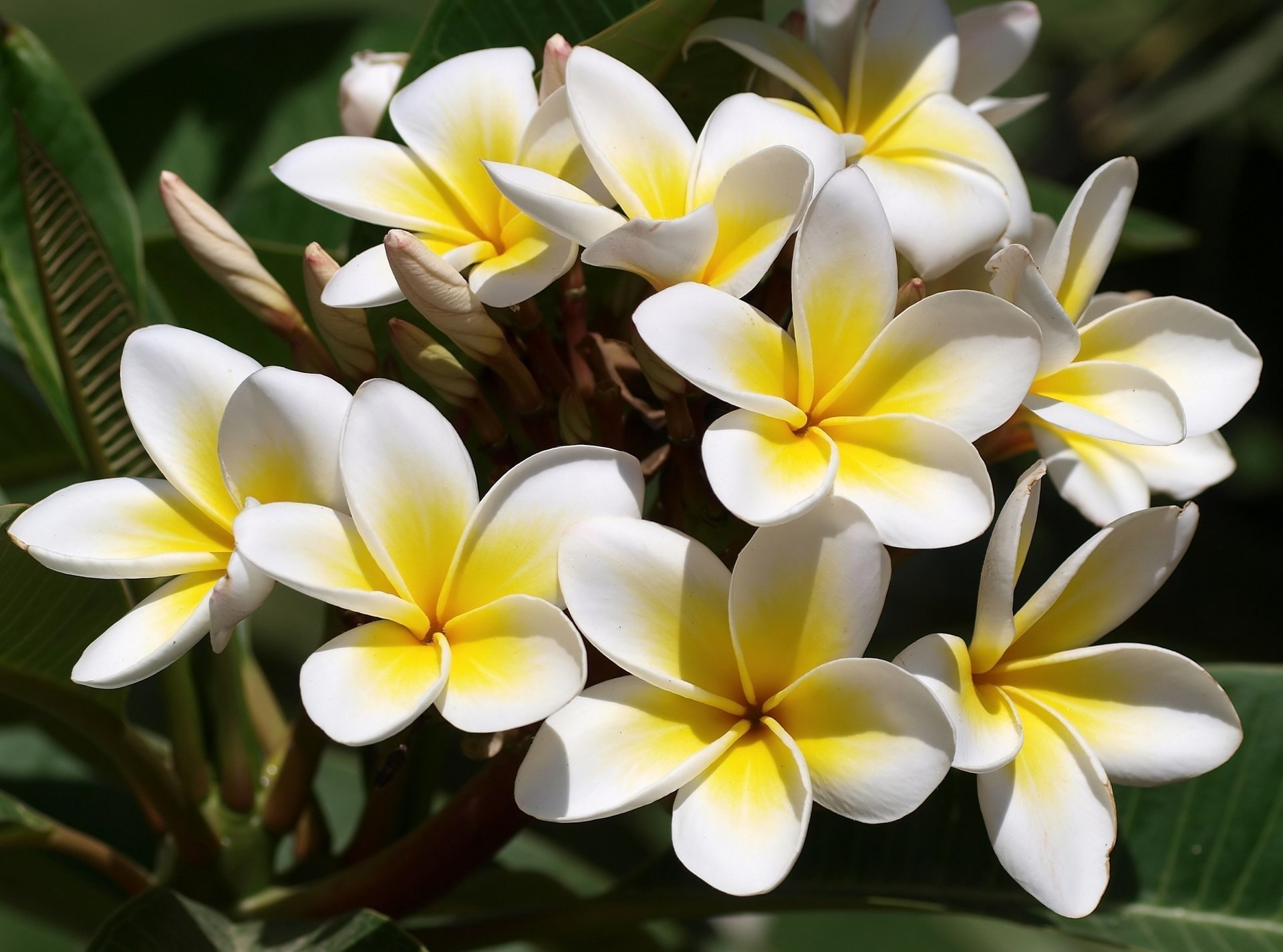 plumeria biały żółty frangipani kwiaty