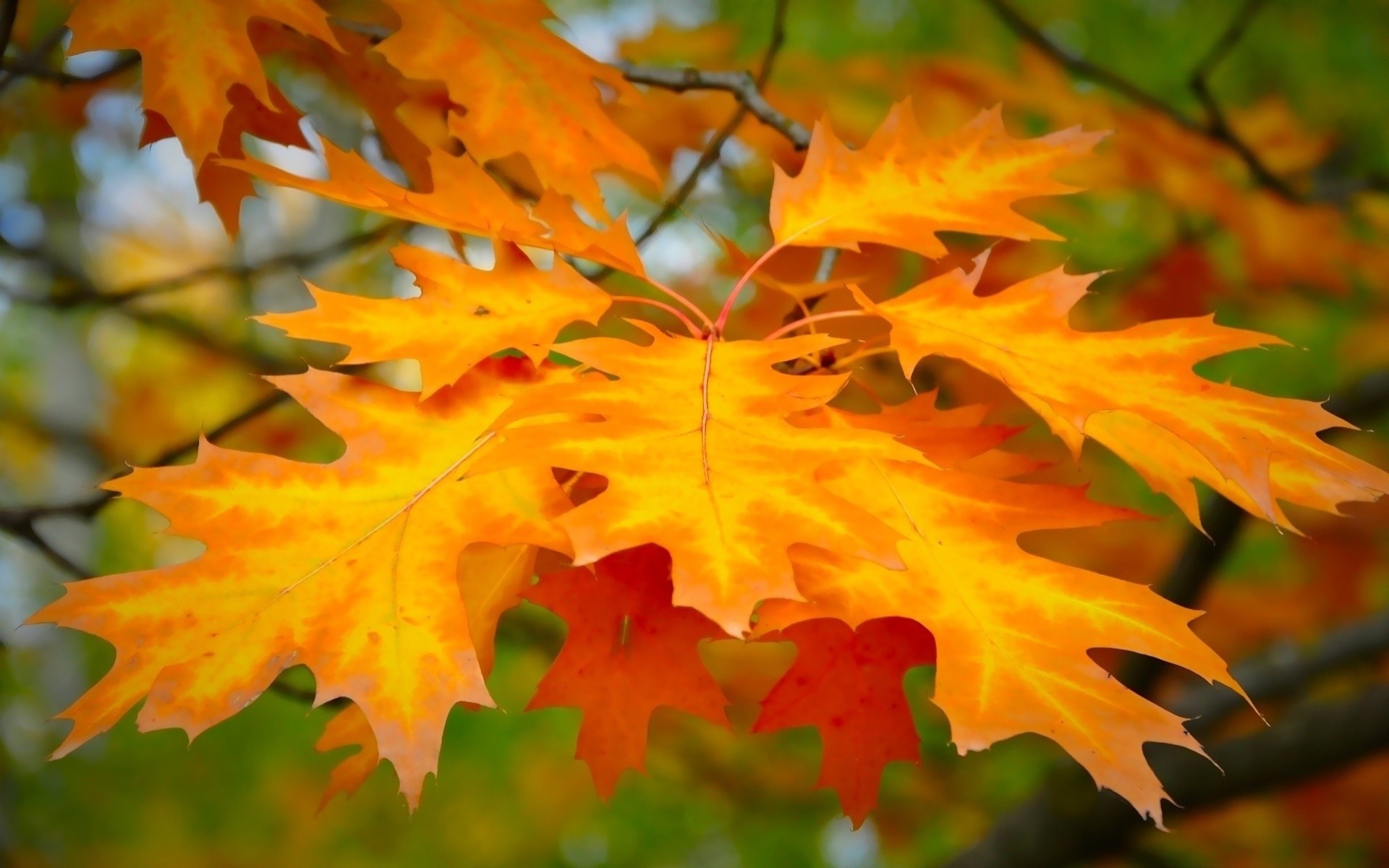 automne feuille branches fond flou jaune