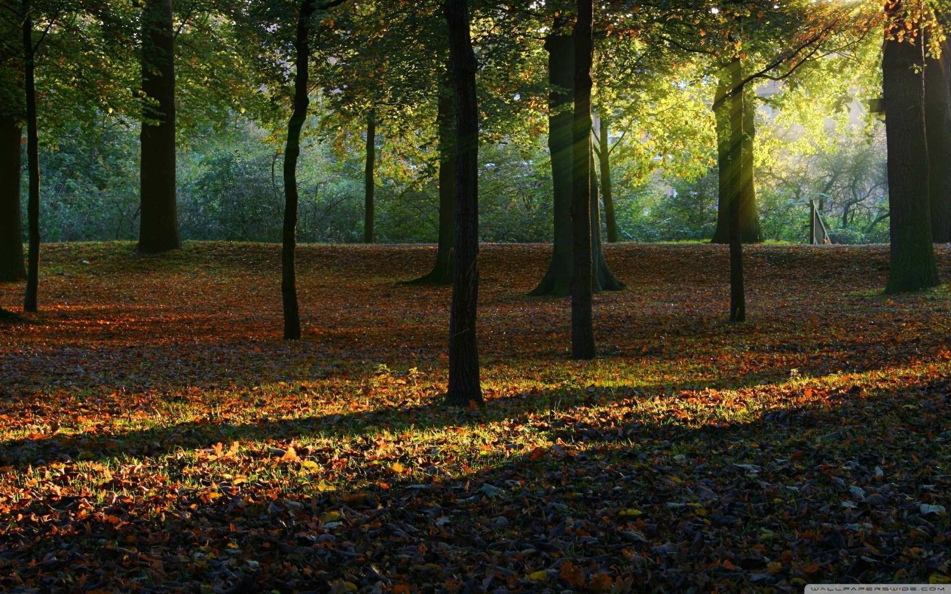 luce raggi luce del sole palme autunno