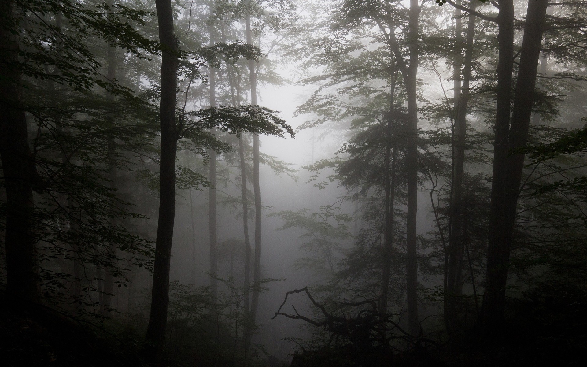 silhouetten bäume nebel wald treibholz