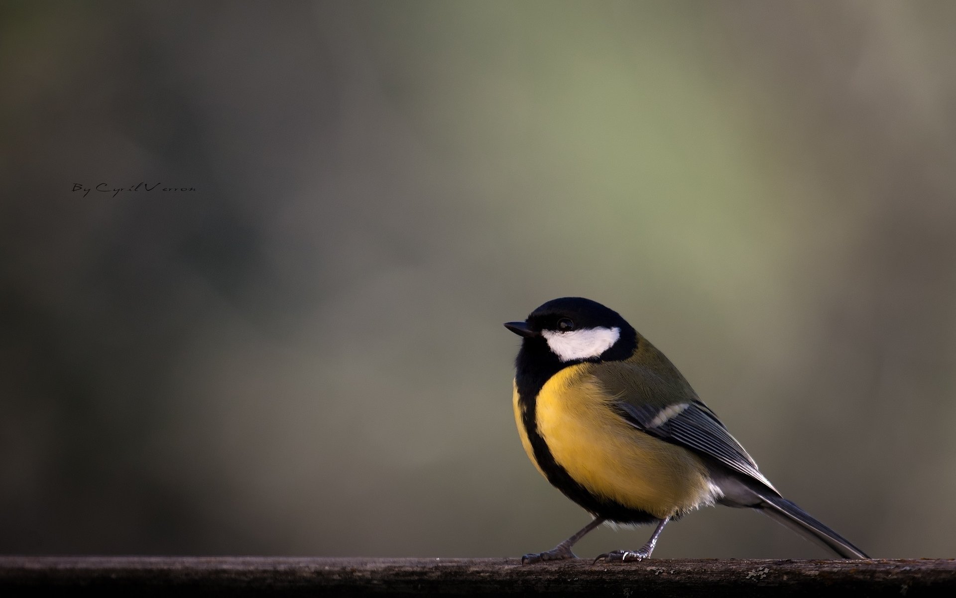 ramo uccello giallo tit tit