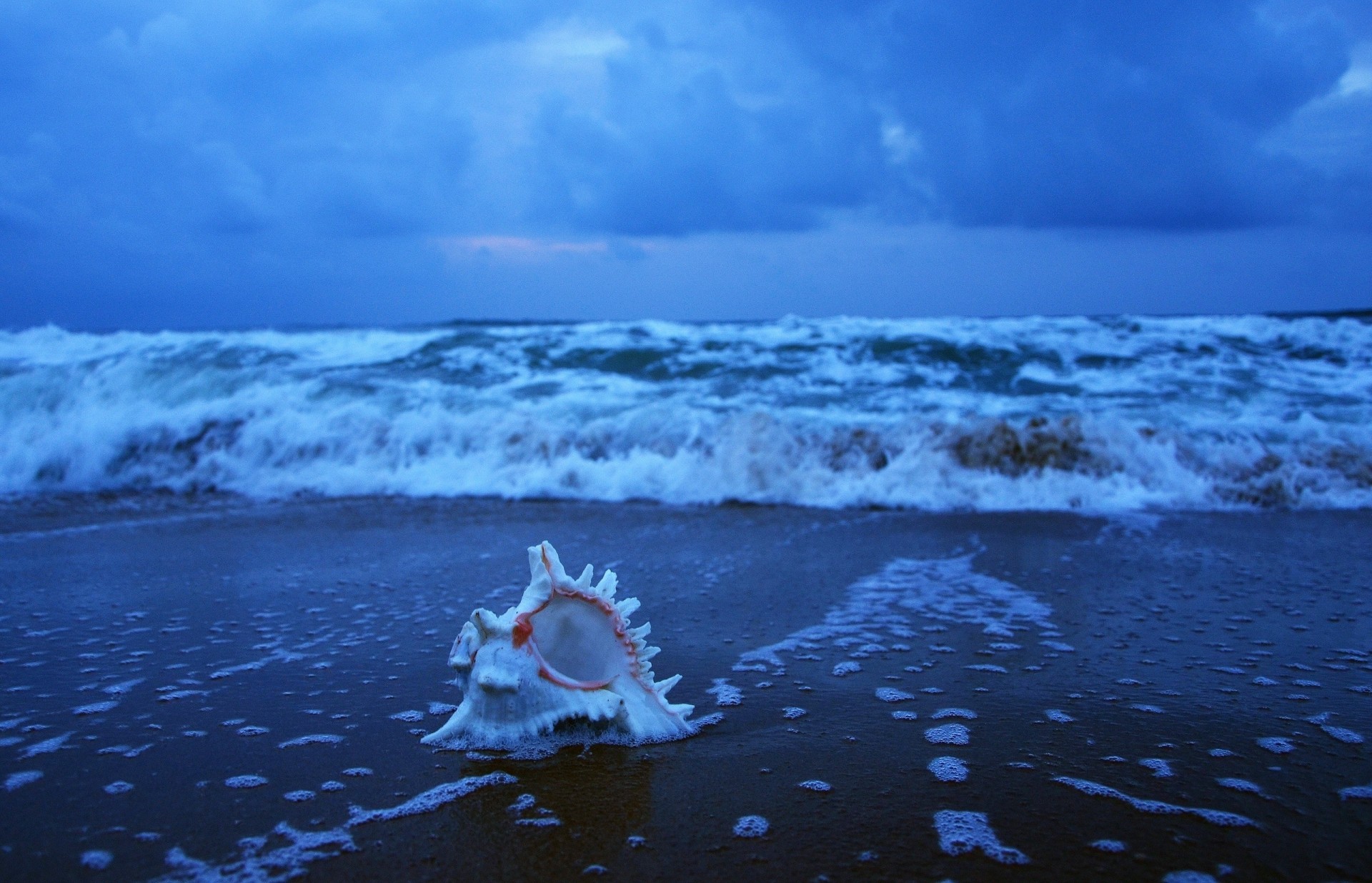 india bay of bengal wave ocean shell