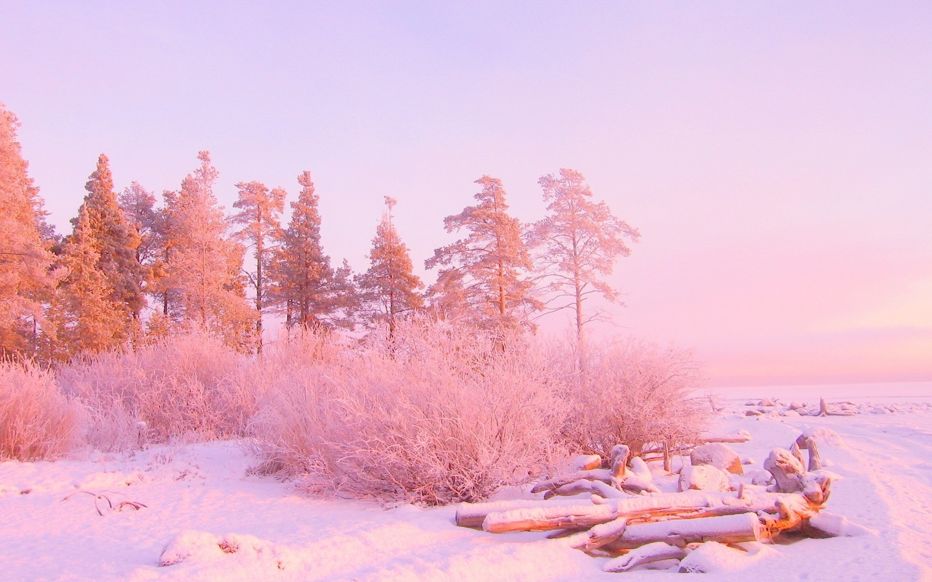 couleurs arbres neige hiver