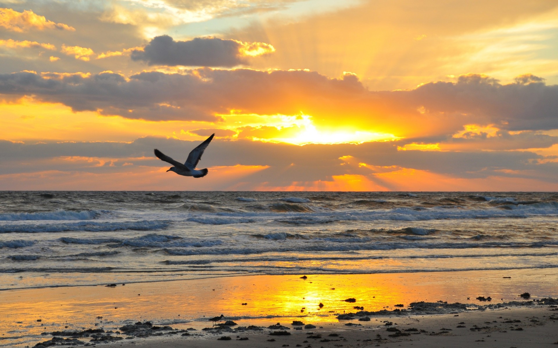 plage coucher de soleil eau soleil ciel mouette sable