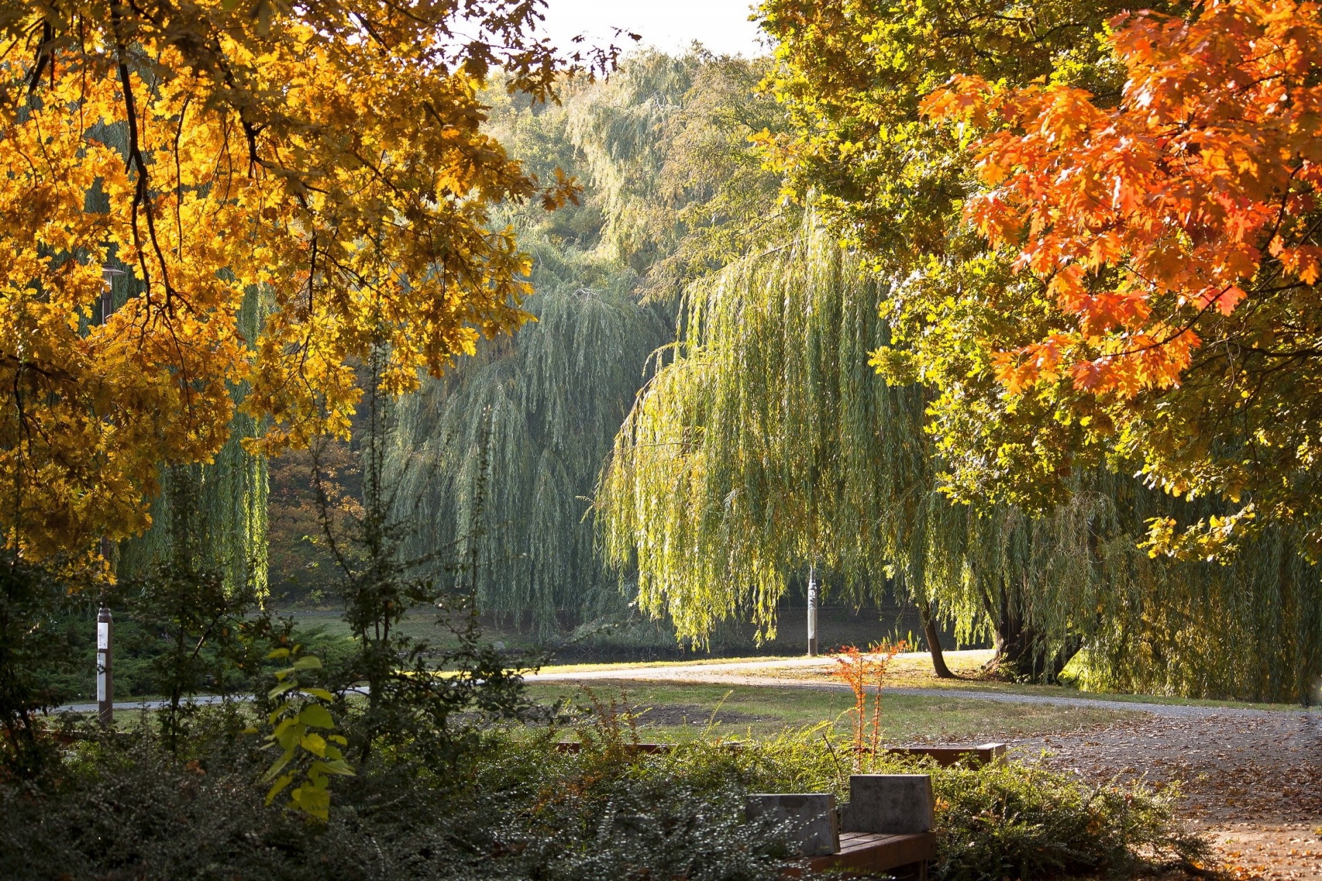 autumn park landscape hungary