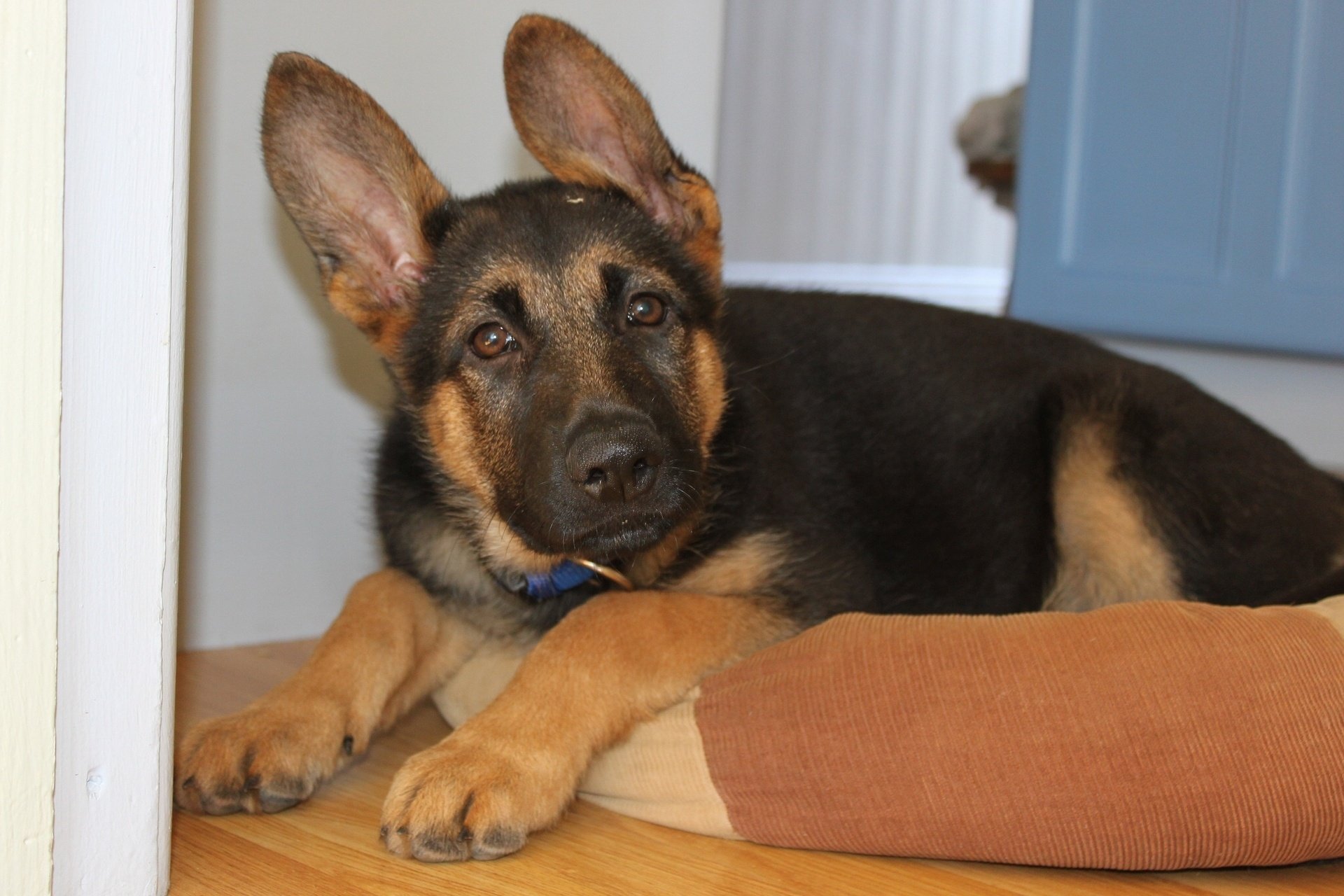 berger allemand oreilles chiot