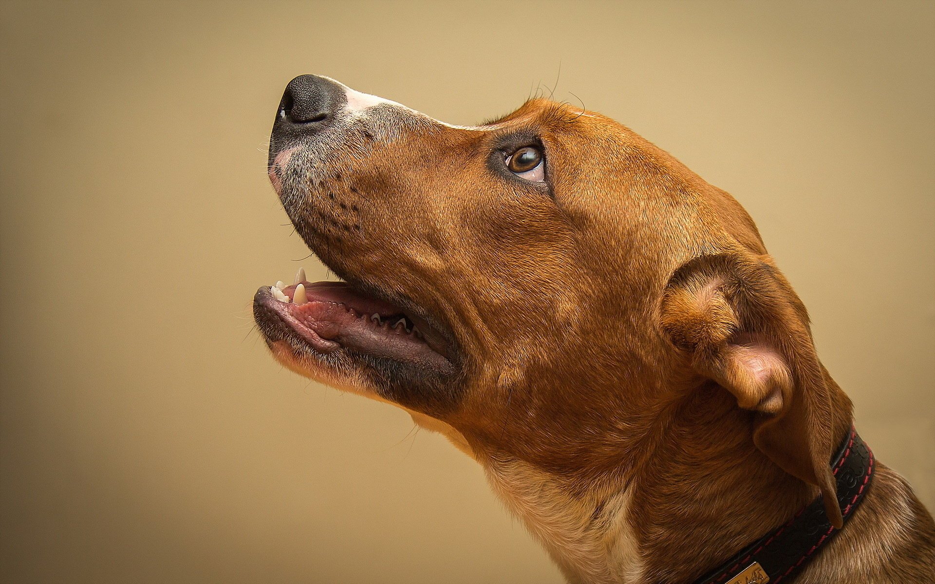 chien fond vue