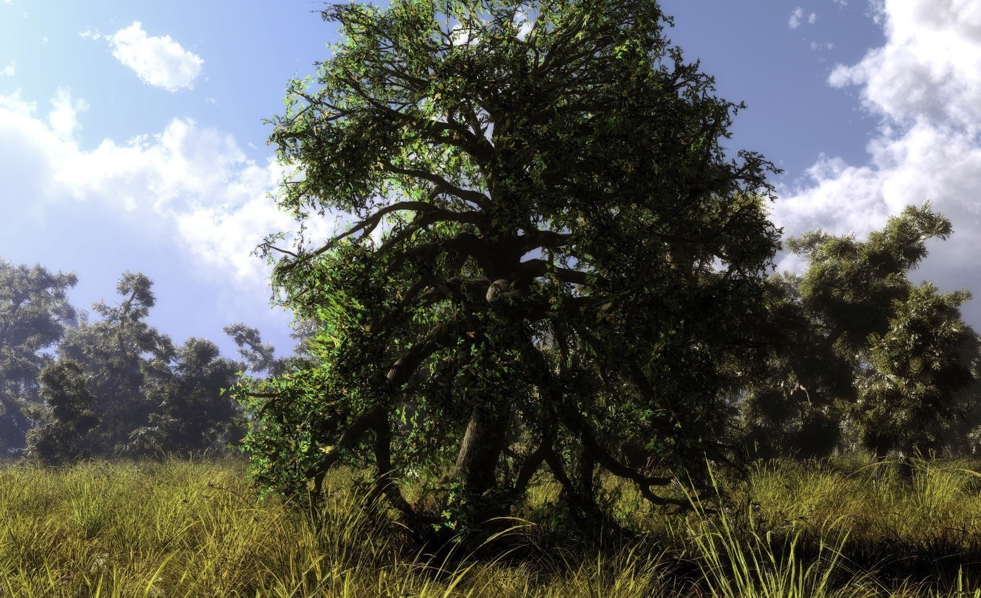 verano hierba árbol naturaleza arte bosque klontak nubes