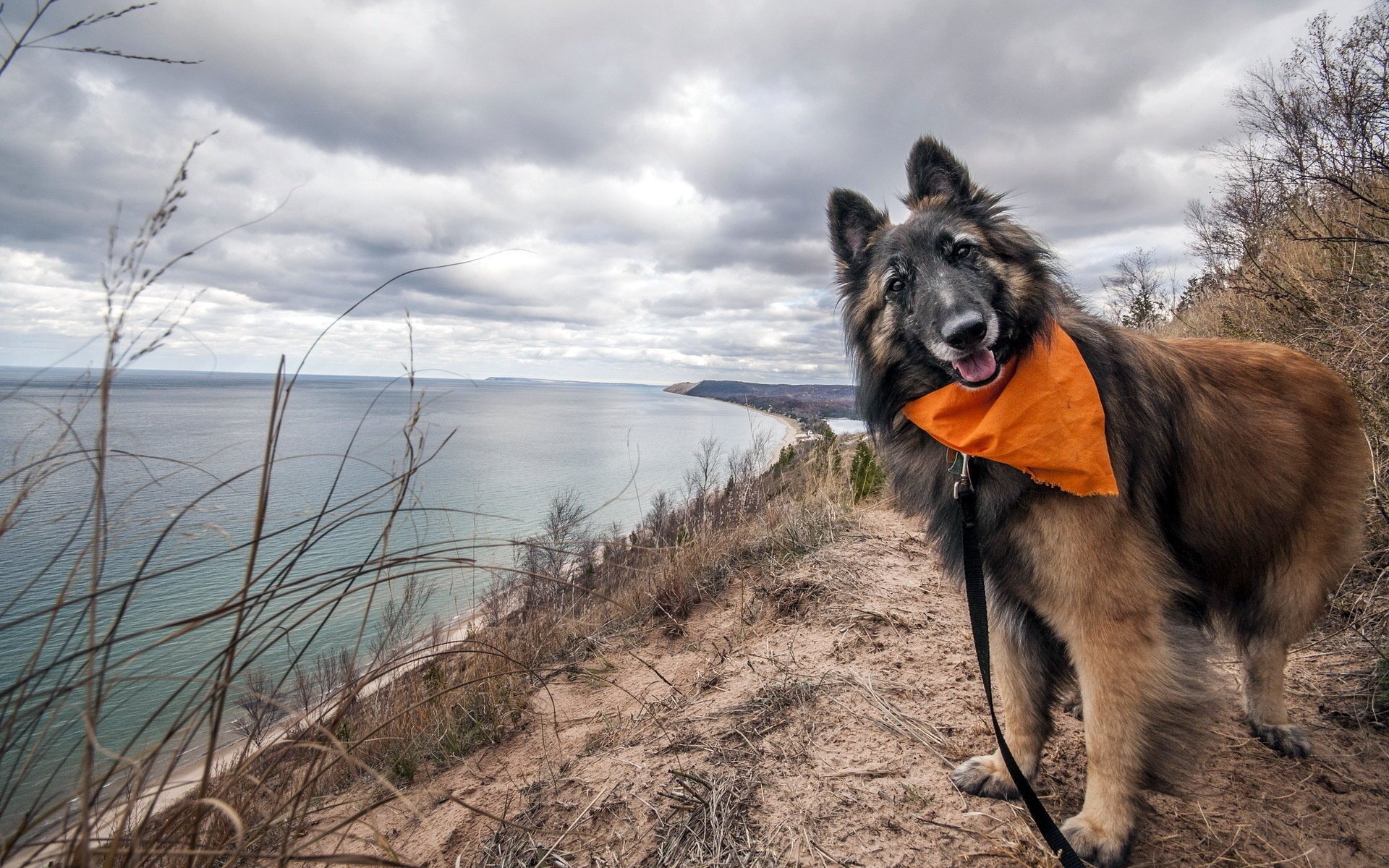 hund freund blick