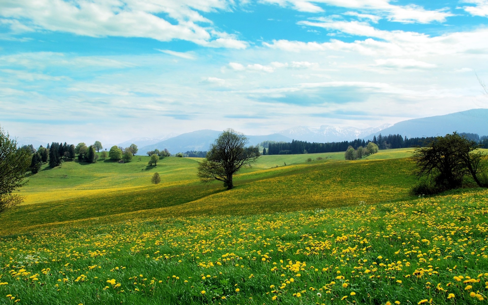 feld bäume frühling blumen