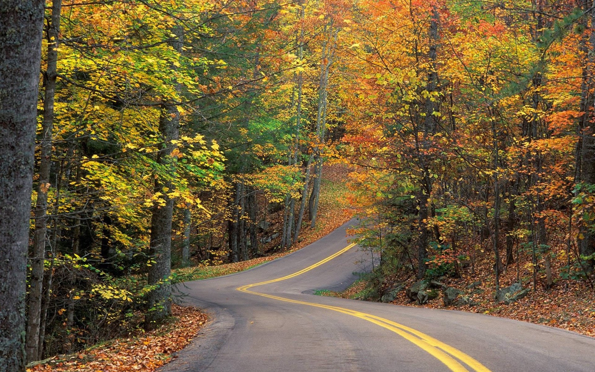 foglia strada alberi foresta palme autunno