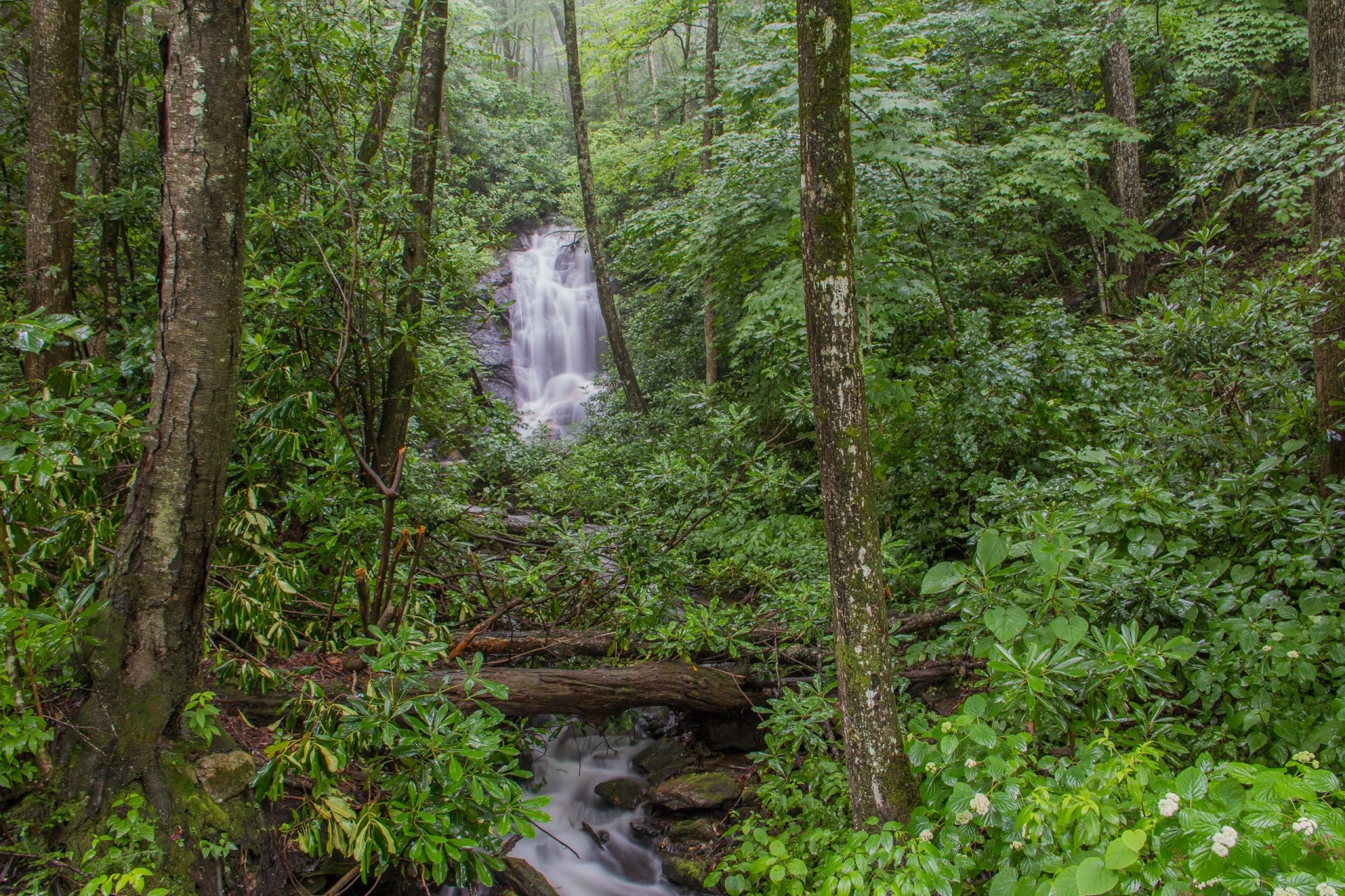 fiume foresta cascata natura