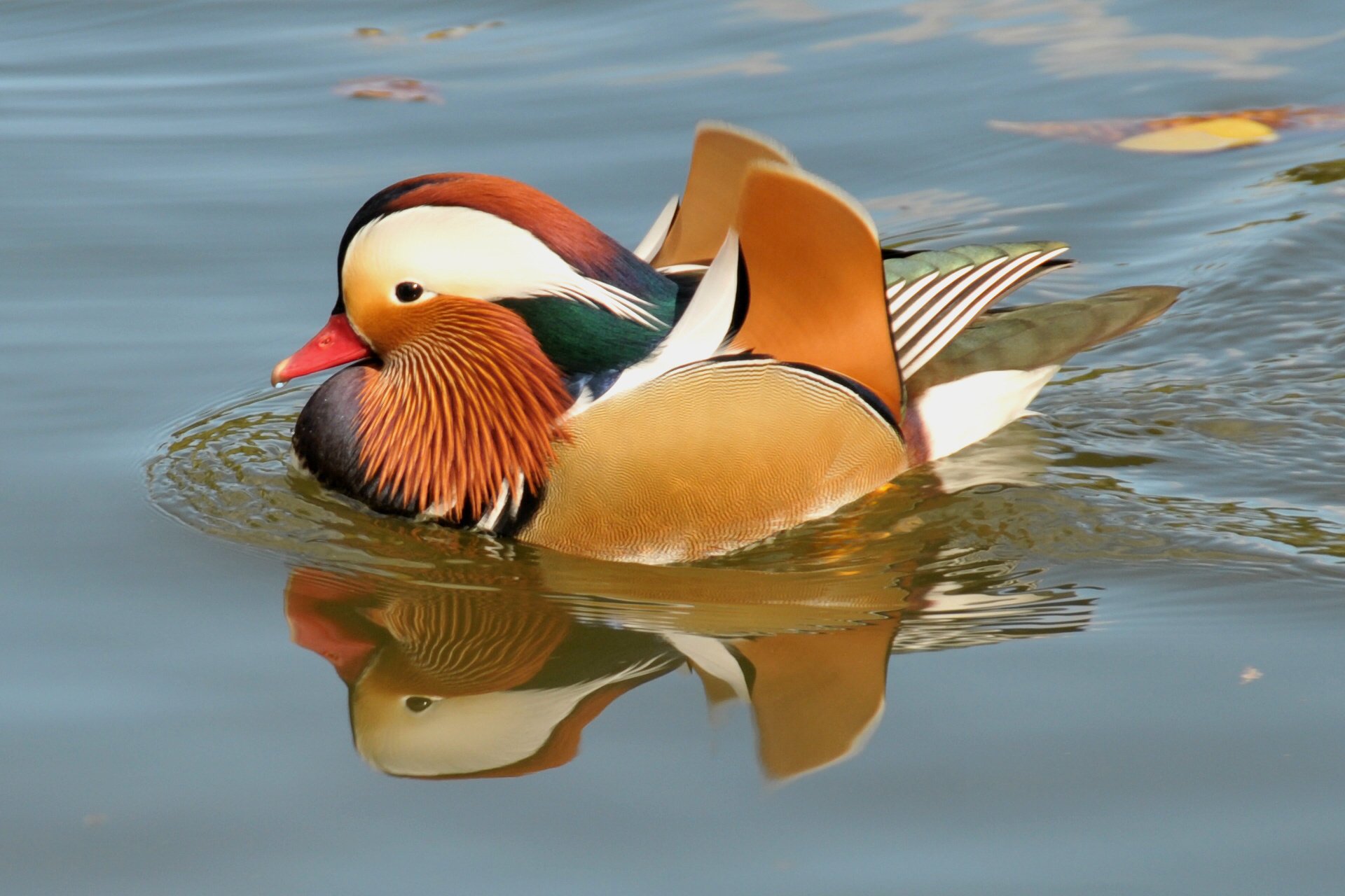 bird floating bird duck mandarin pond water