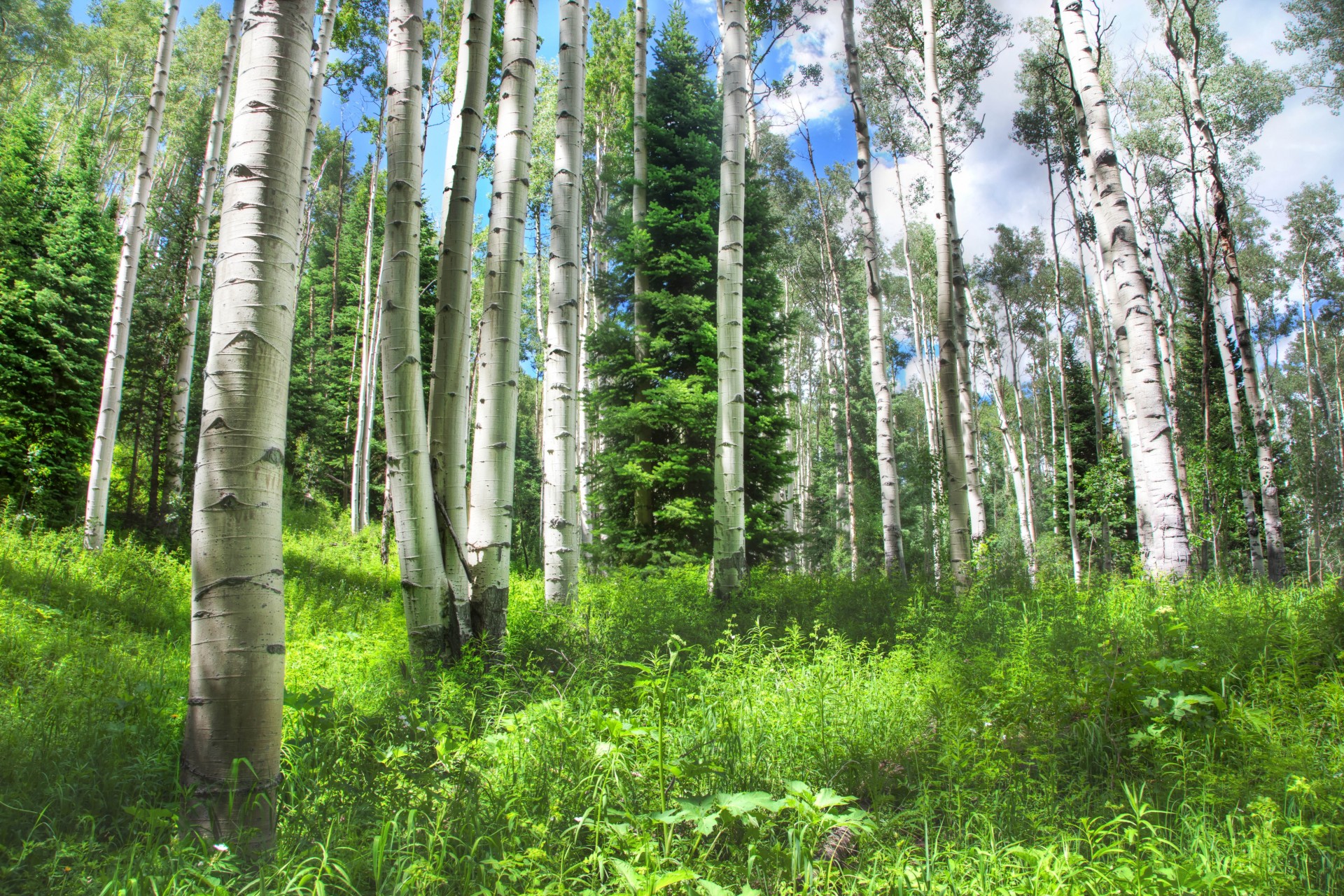 alberi foresta natura