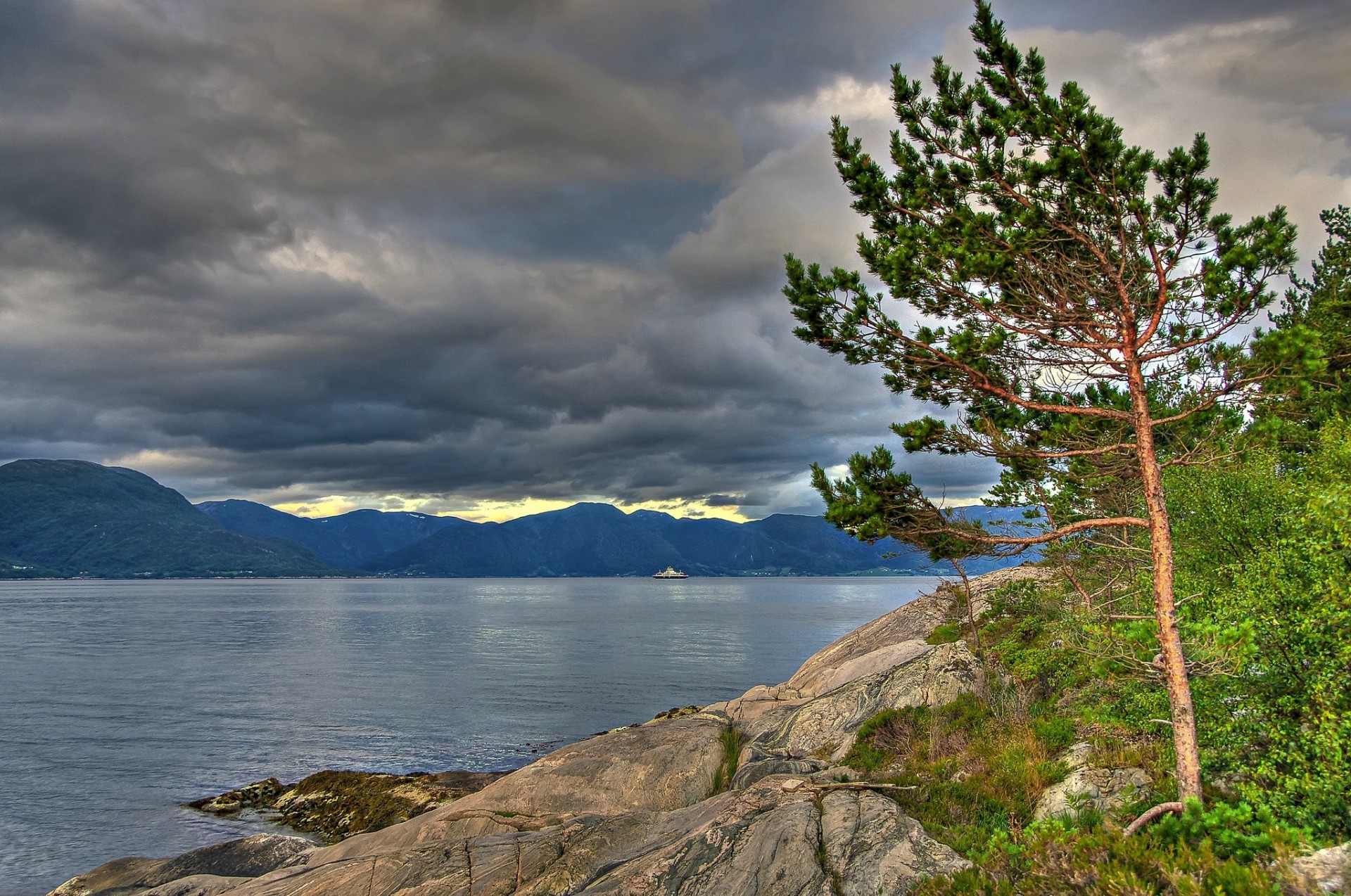 arbre pins norvège nuages montagnes