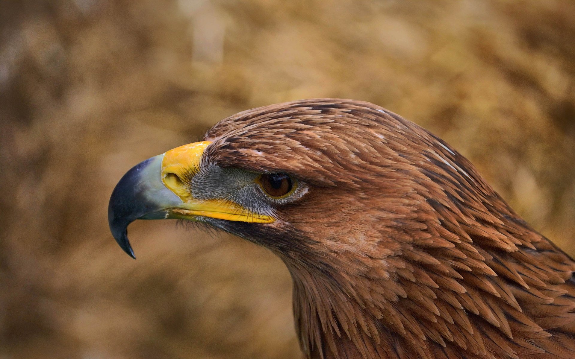 bird eagle feathers eyes look beak