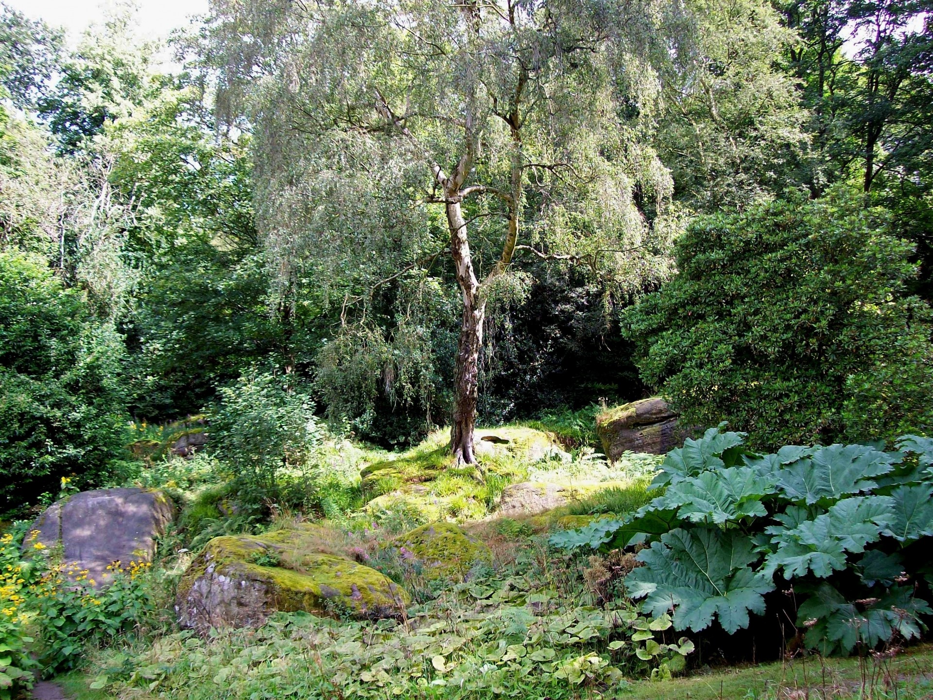 pietre parco foresta natura