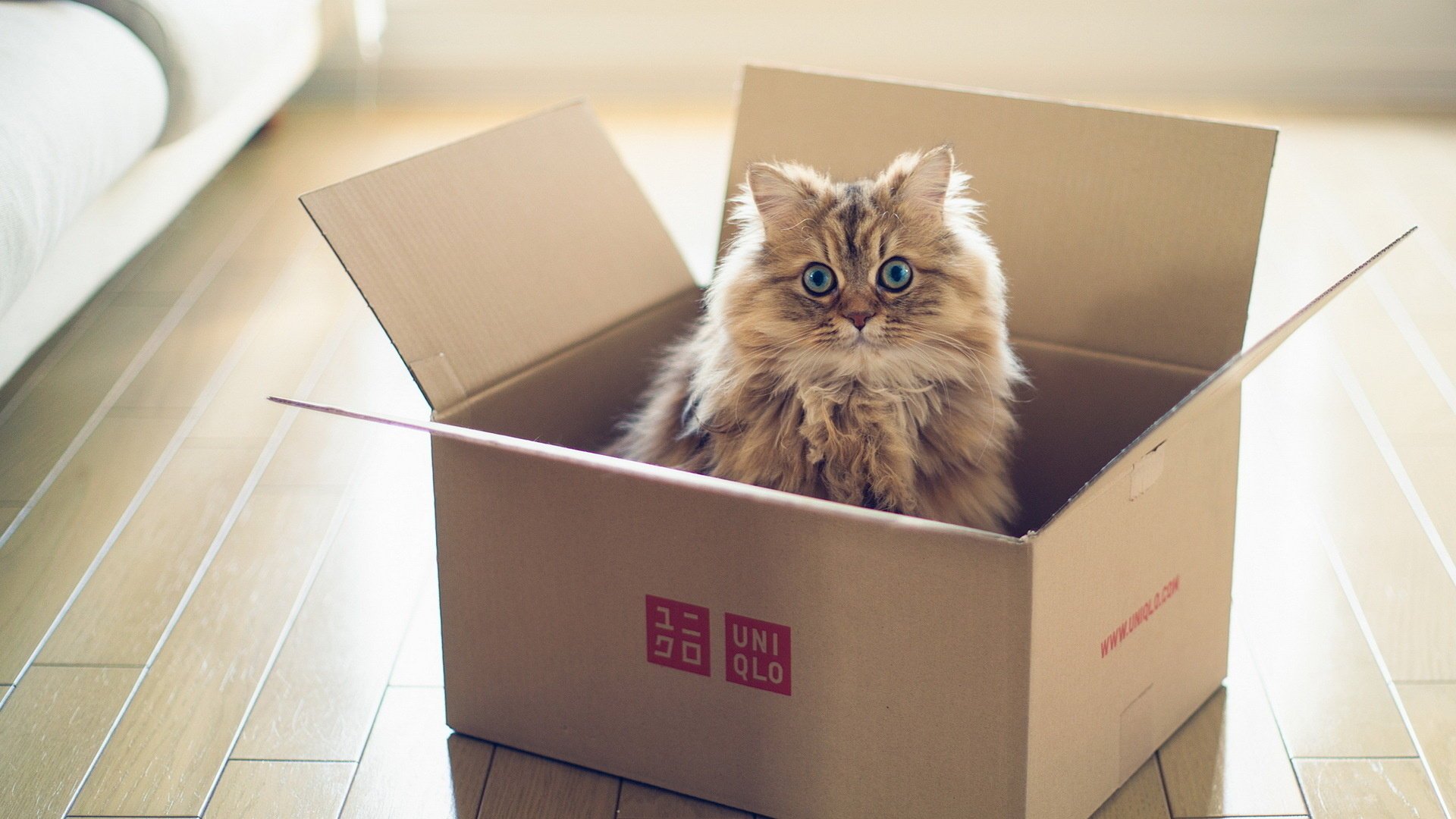 katze torode box