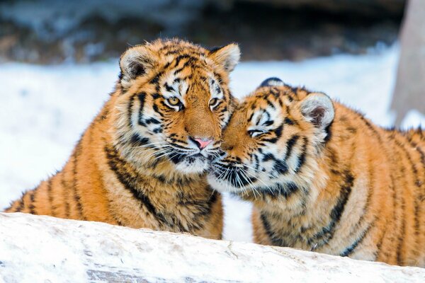 Two tigers in the snow