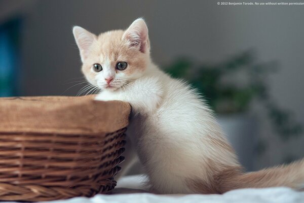 Lindo gatito cerca de la cesta de mimbre