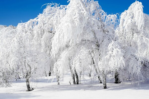 Зимние деревья в морозном инее