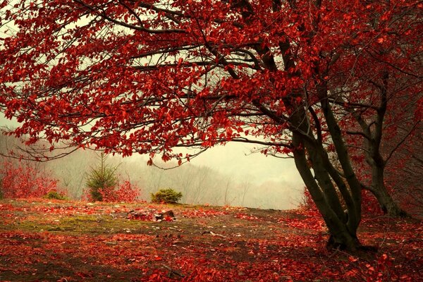 Nebeliger Herbst Ich bin ein feuriger roter Baum
