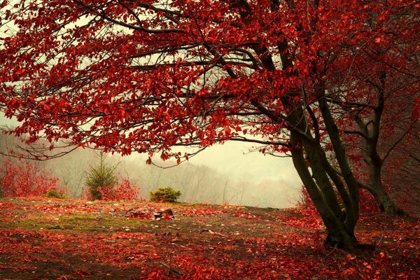 Automne brumeux je suis un arbre rouge feu