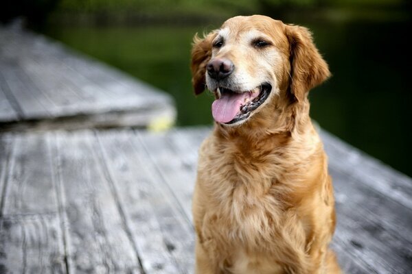 Der Hund sitzt auf einer hölzernen Plattform