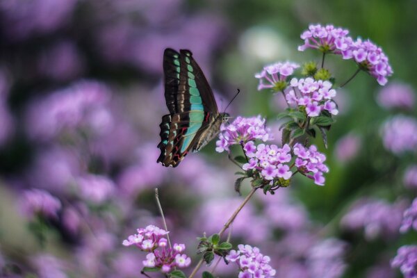 Ein Schmetterling mit grünen Flügeln sitzt auf einer lila Blume im Feld