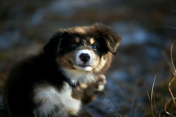 Der Hund schaut mit einem freundlichen Blick