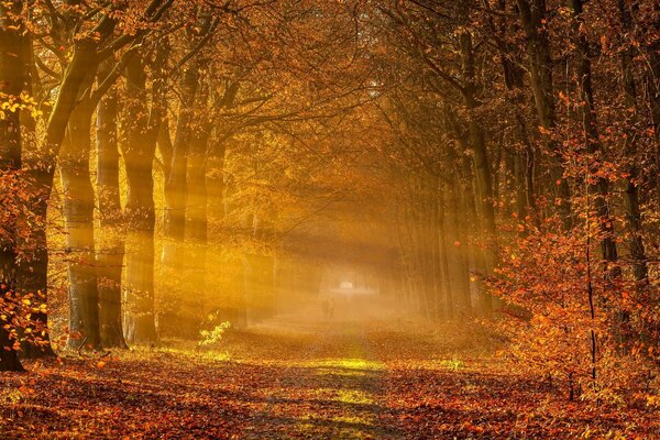 Autumn forest in the sunlight