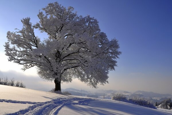 Arbre dans le givre glacial