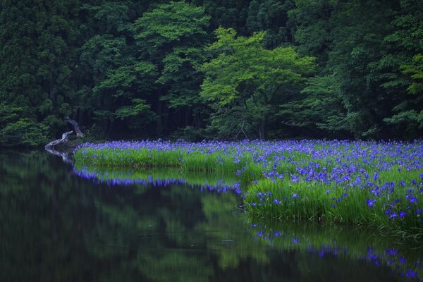 Lake with flowering bushes and forest