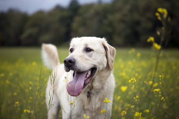 The dog stuck out his tongue in the field in the summer