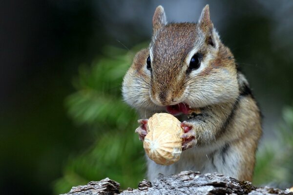 A small chipmunk eats nuts in nature
