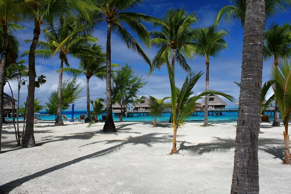 Palm trees on the seashore