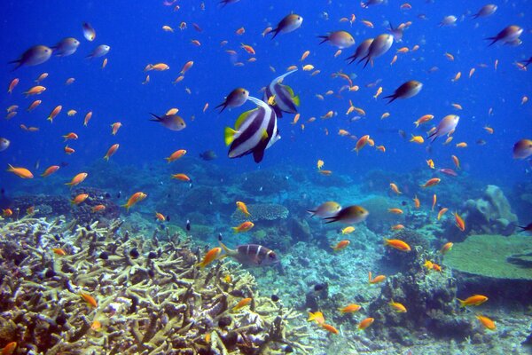 Tropical fish swim underwater among corals and reefs