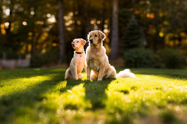 A couple of dogs on the grass