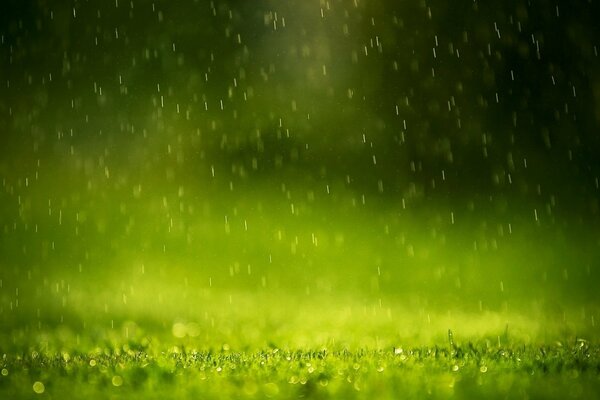Kropelki deszczu, woda, trawa, ostrość
