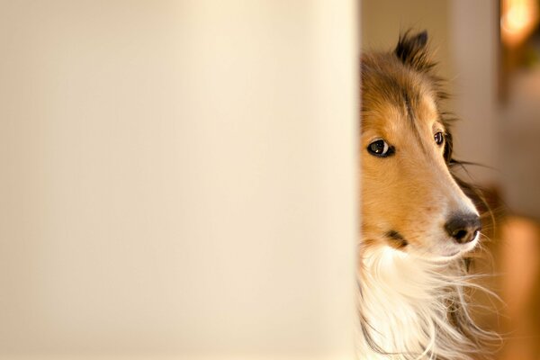 Perro Collie asomándose por la esquina