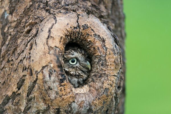 Un búho se asoma por un hueco en un árbol