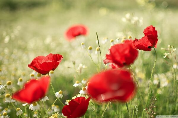 Summer field with poppies and daisies