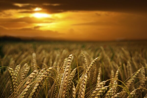 Goldener Roggen auf dem Feld in Saaat