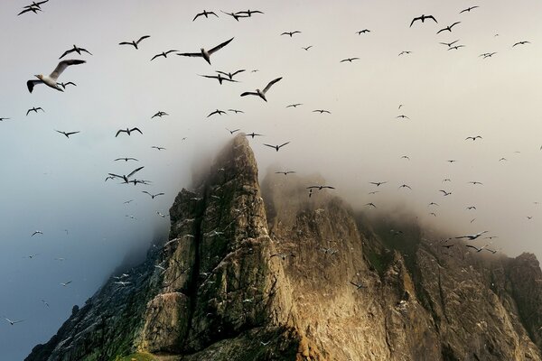 Las gaviotas vuelan sobre una roca en las nubes