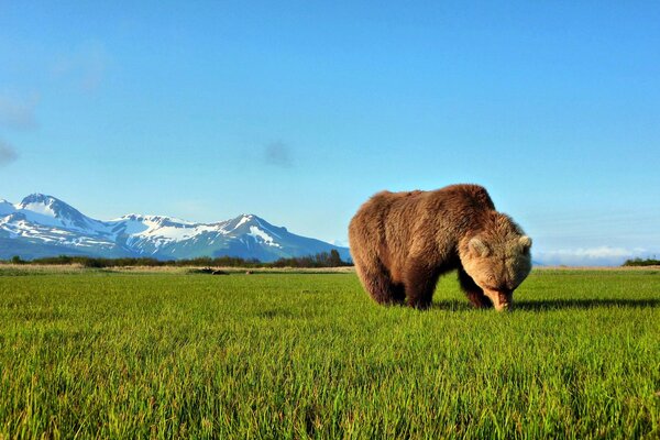 Braunbär auf einem Rasen in den Bergen