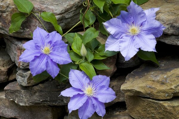 Lilac flowers of clematis in the masonry of stones