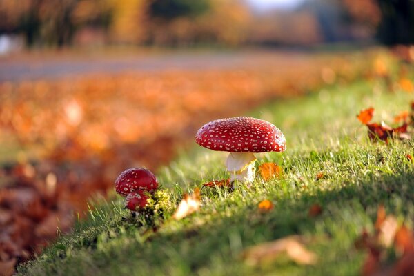 Herbstpilze auf einem grünen Grasteppich