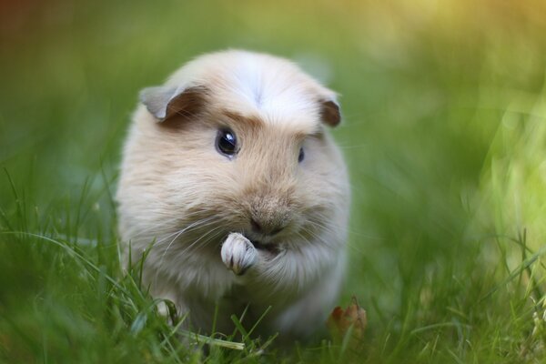 A pretty guinea pig in the grass