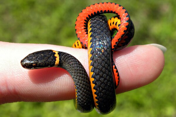 A small black snake with an orange side wraps around a finger